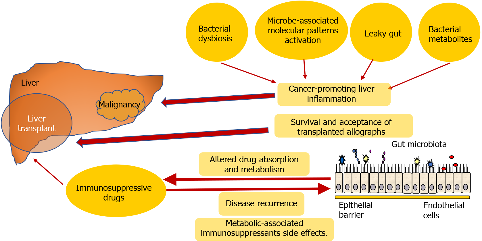 Optimising Immunosuppressive Therapy in Liver Transplantation