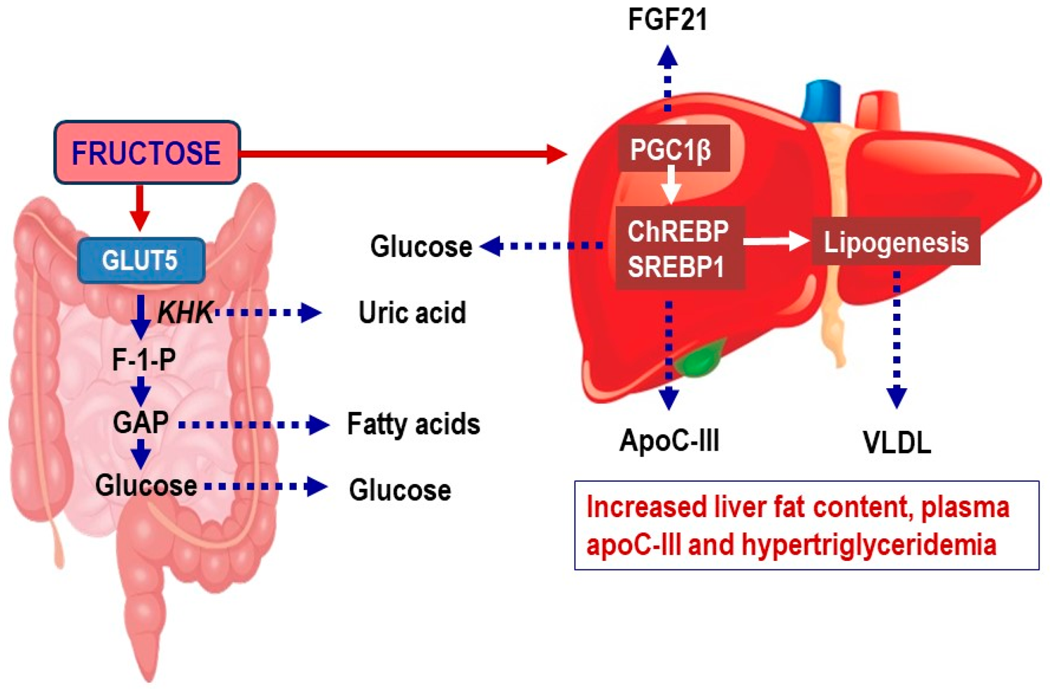 Fructose And Liver Disease