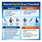 How Are Hepatitis B and C Transmitted